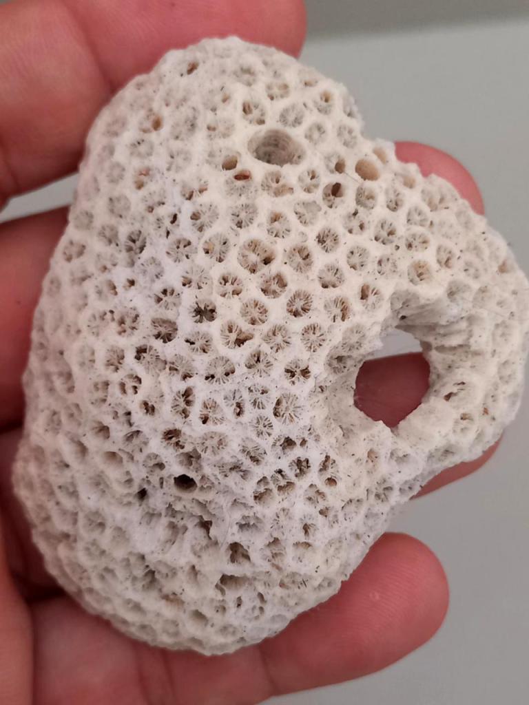 Coral estrella de la especie Siderastrea radian, sostenida en la mano.