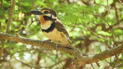 Pájaro buco o bobito, bajo un árbol de trupillo en un día soleado.