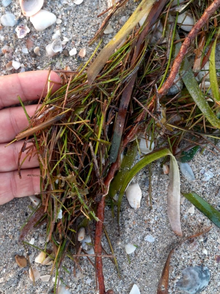 Pasto marino colectado en tierra para estudios de ecología.