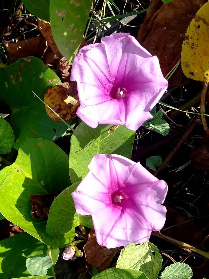 Flor del bejuco de playa.