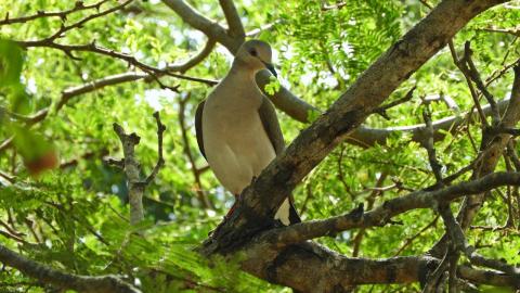 Paloma caminera sobre en la rama de un frondoso árbol, con predominio de colores verdes cálidos.