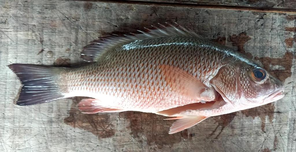 Pez pargo inerte sobre una tabla.