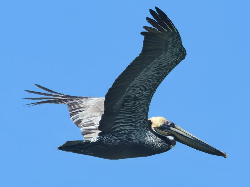 Pelícano pardo al vuelo con un cielo azul despejado.