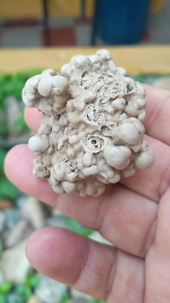 Rodolito o alga calcárea sostenido con la mano.