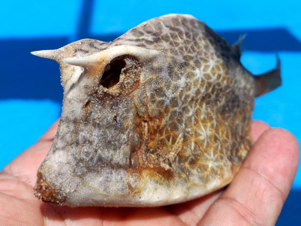 Cadáver del pez torito hexagonal.