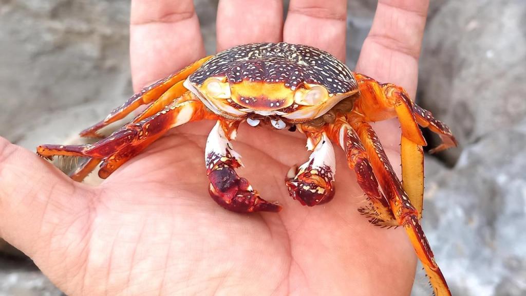 Cangrejo zapaya sostenido sobre una mano.