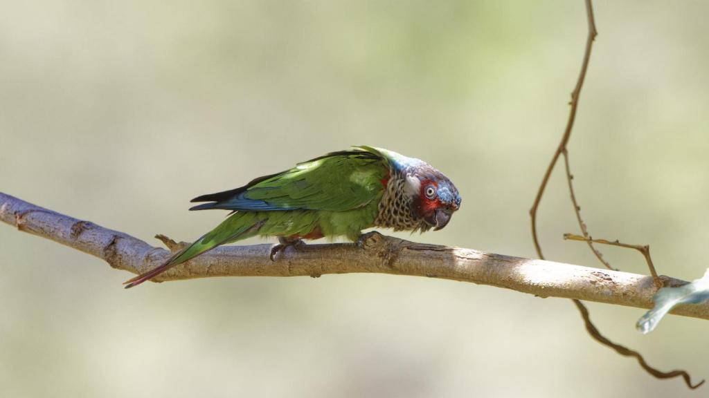 Cotorra posada sobre una rama horizontal y fondo verde claro difuminado.