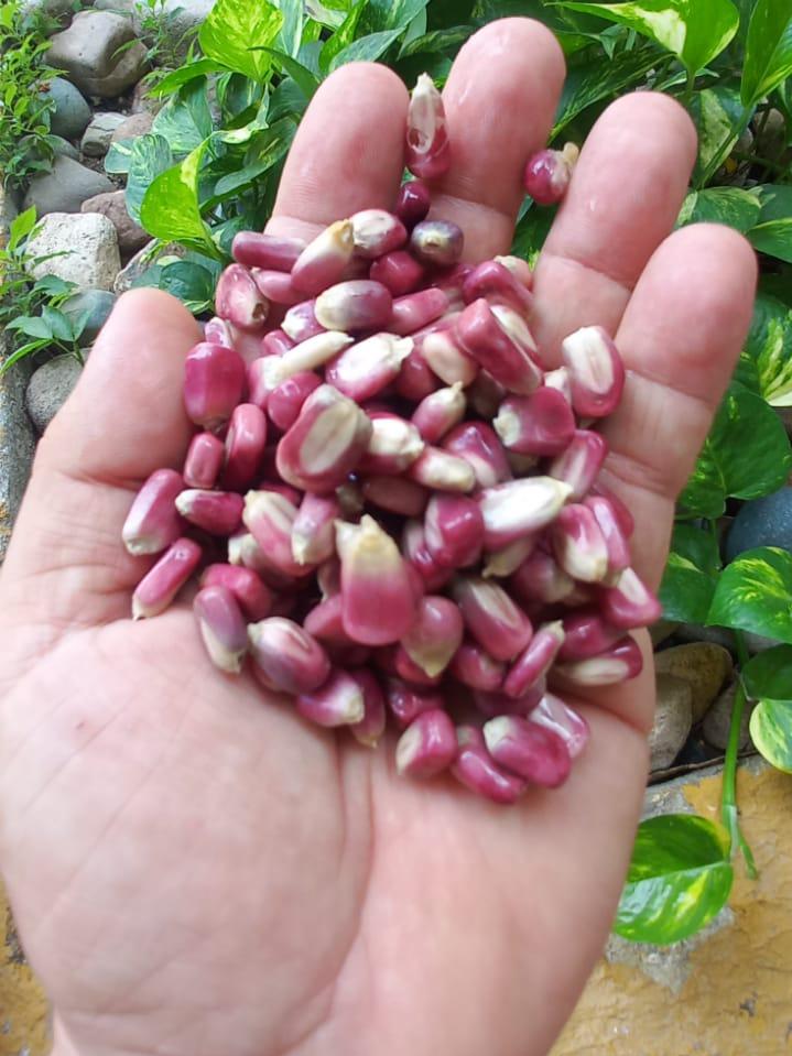 Granos de maíz cariaco morado sobre la palma de la mano.