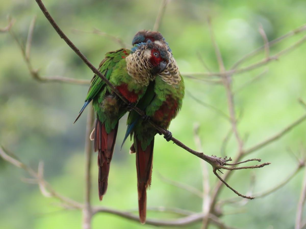 La cotorrita pintada del Perijá (Pyrrhura&nbsp;caeruleiceps)