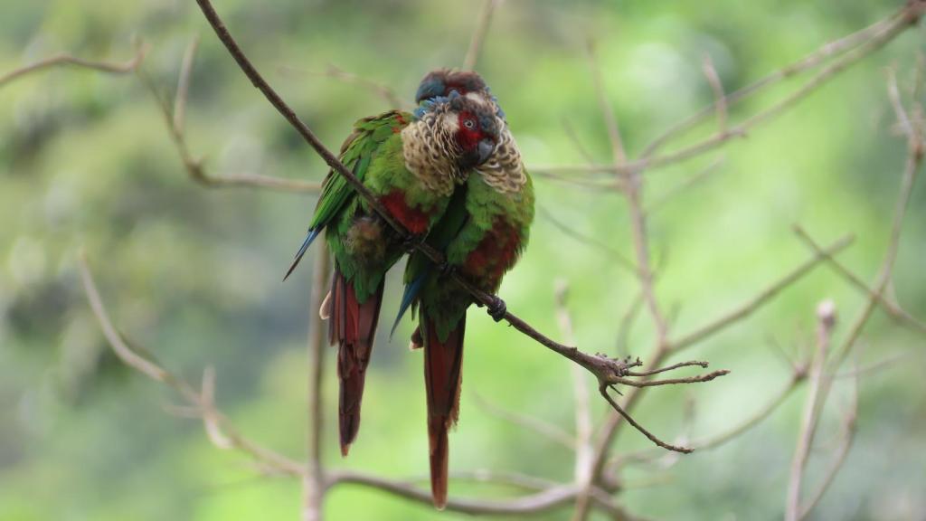 Pareja de cotorras acicalándose en una rama delgada.