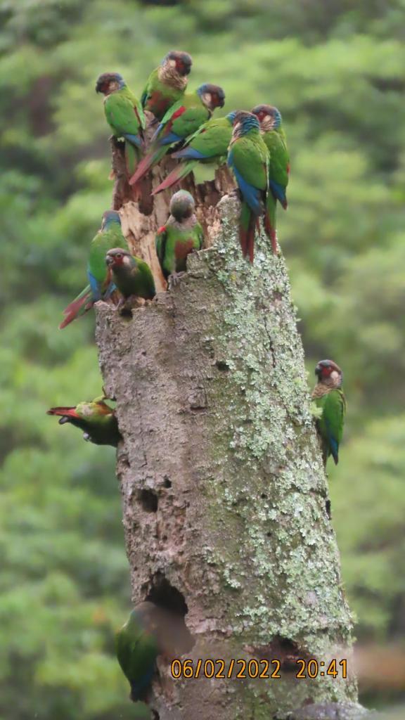 Grupo de cotorras anidando en el tronco hueco de un árbol caído.