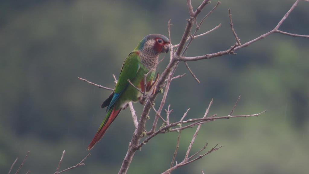 Cotorra posada sobre ramas delgadas sin hojas.