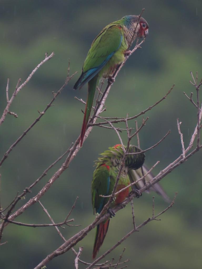 Pareja de cotorras posadas sobre ramas delgadas sin hojas, con un fondo de bosque difuminado.