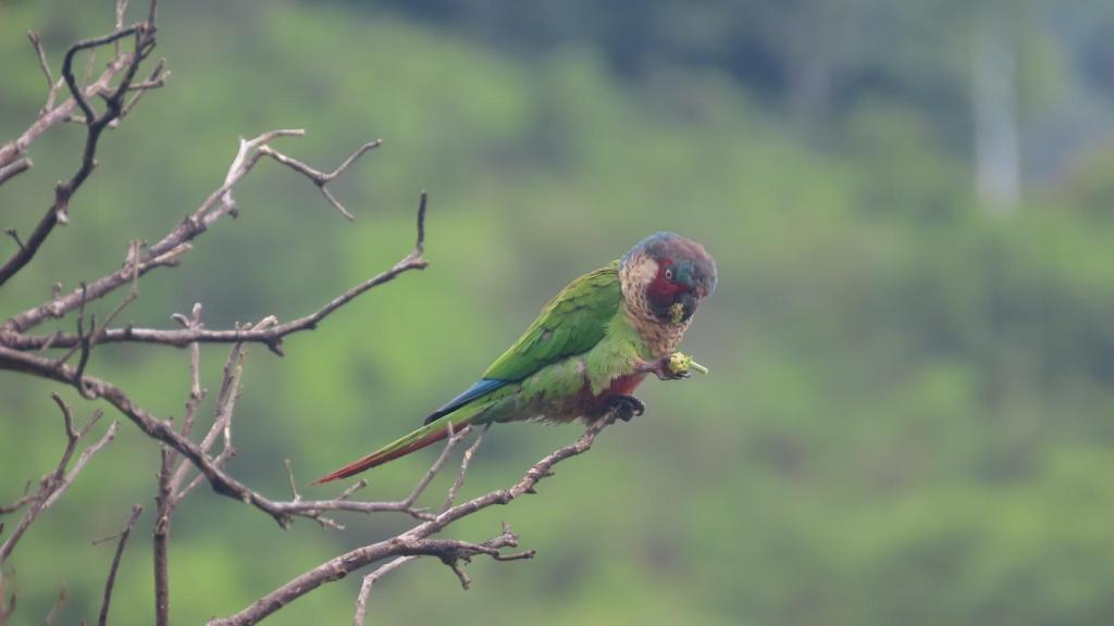 Cotorra comiendo, posada sobre ramas delgadas sin hojas.