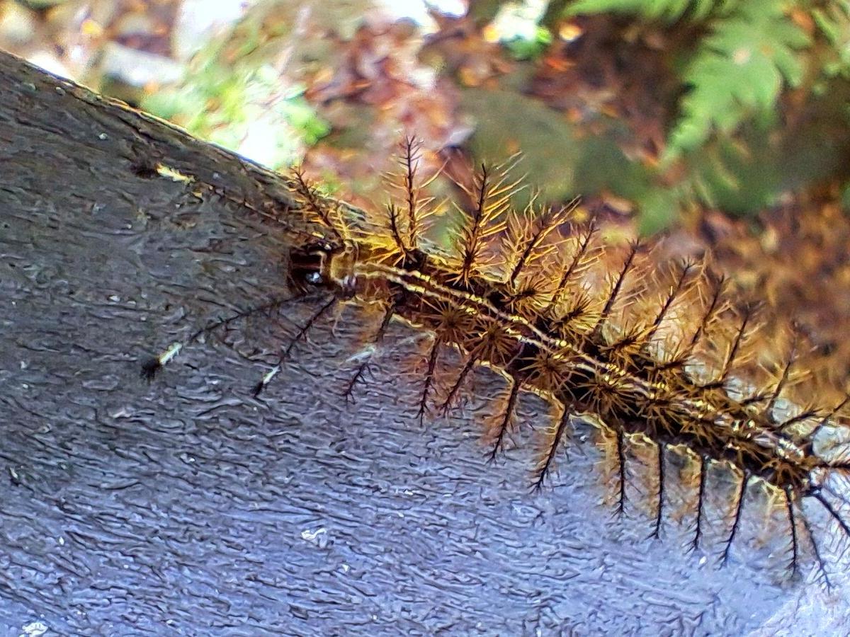 Una oruga caminando&nbsp;plácidamente