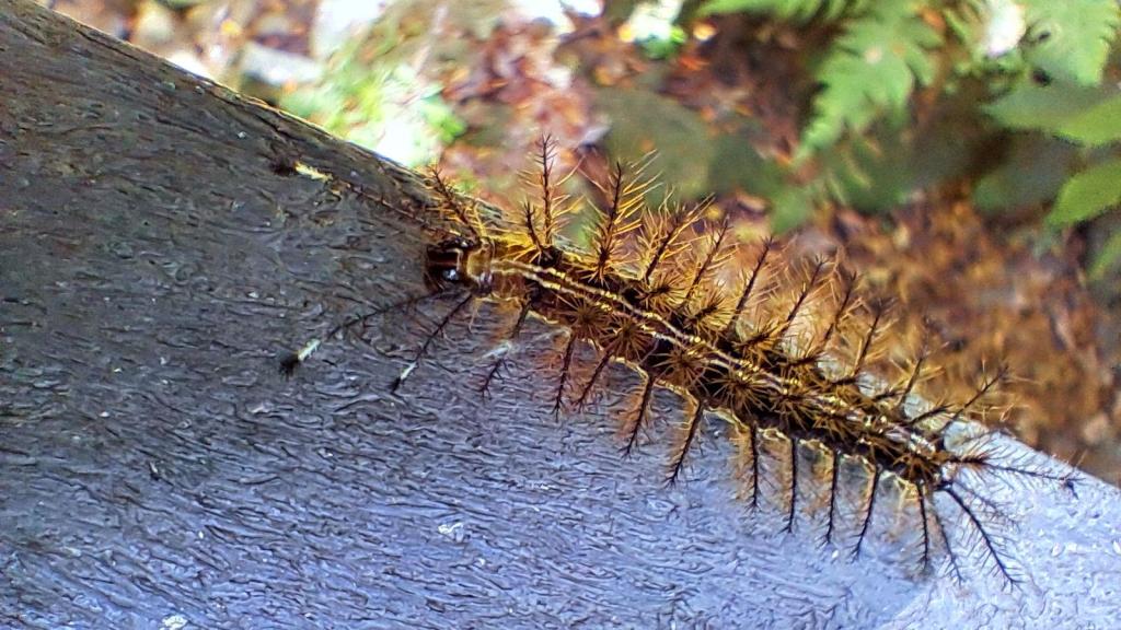 Oruga camina sobre la baranda de un puente en el bosque.
